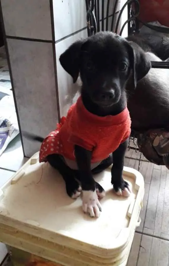 Cachorro ra a SRD idade 2 a 6 meses nome Filhotes 