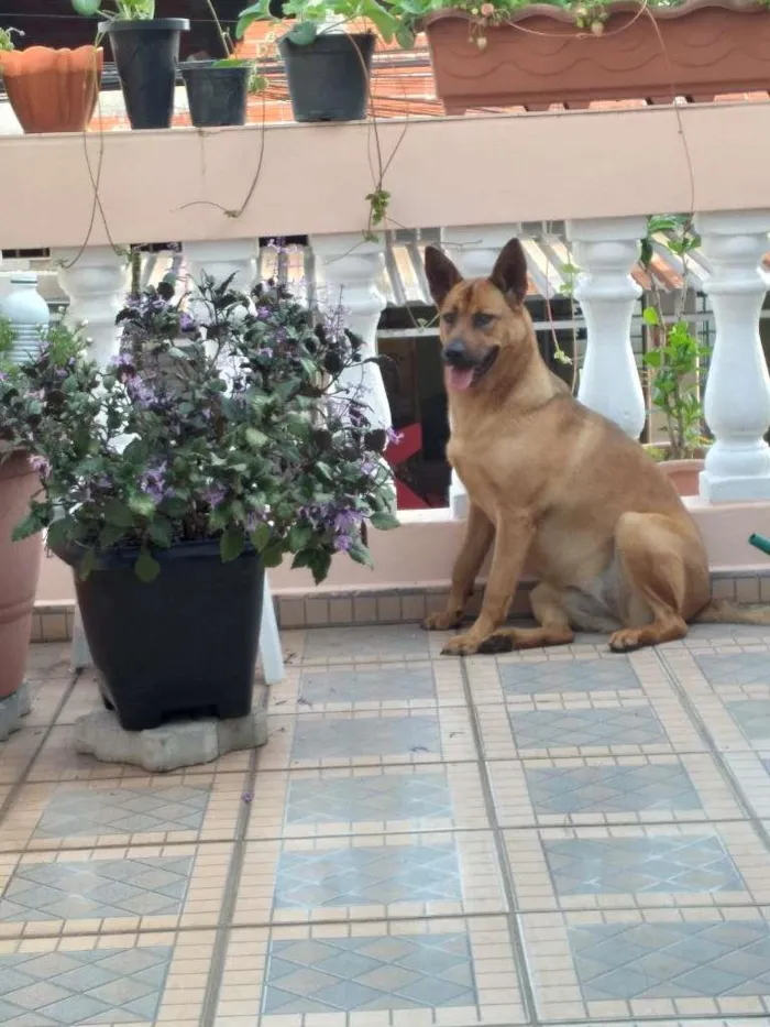 Cachorro ra a SRD-ViraLata idade 3 anos nome Luna