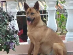 Cachorro raça SRD-ViraLata idade 3 anos nome Luna
