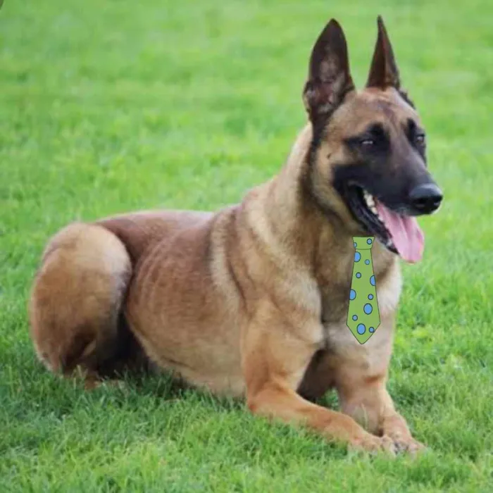 Cachorro ra a Pastor Belga  idade 1 ano nome Dudu 