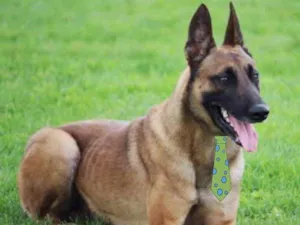 Cachorro raça Pastor Belga  idade 1 ano nome Dudu 