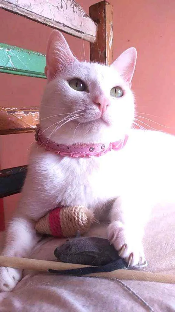 Gato ra a Srd idade 2 anos nome Keysha