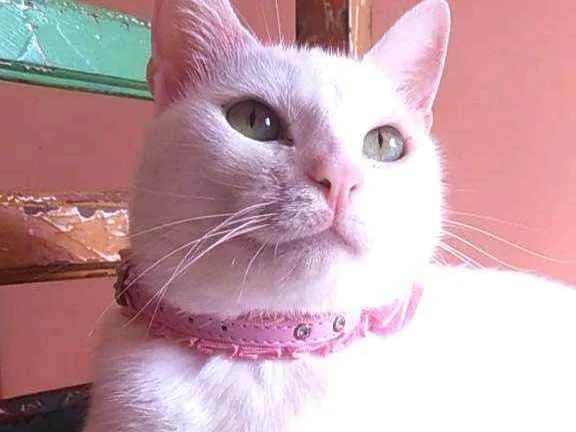 Gato ra a Srd idade 2 anos nome Keysha