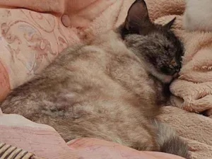 Gato raça Siamês idade 2 anos nome Ágata