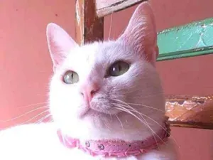 Gato raça Srd idade 2 anos nome Keysha