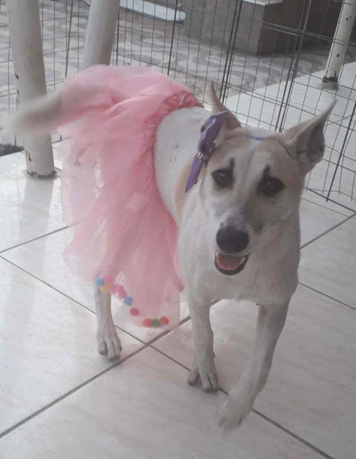 Cachorro ra a SRD idade 1 ano nome Valentina