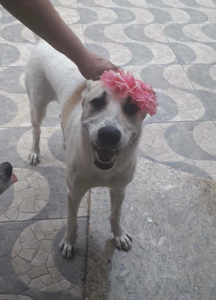 Cachorro ra a SRD idade 1 ano nome Valentina