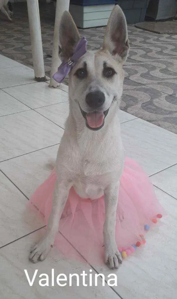 Cachorro ra a SRD idade 1 ano nome Valentina