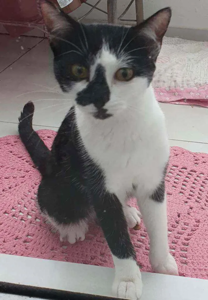 Gato ra a Srd idade 2 a 6 meses nome Sem nome