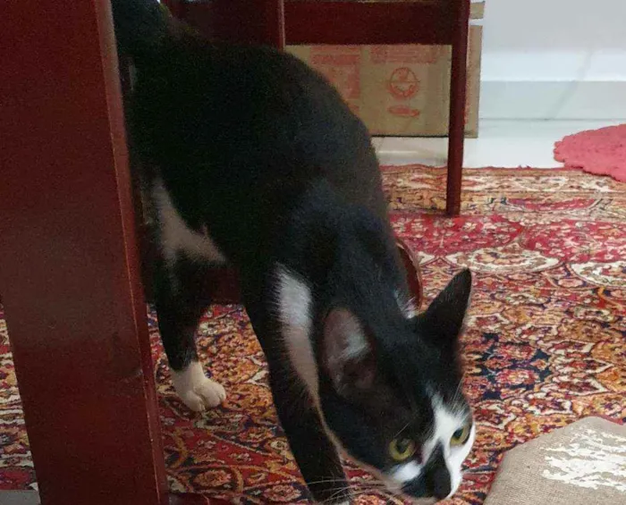 Gato ra a Srd idade 2 a 6 meses nome Sem nome