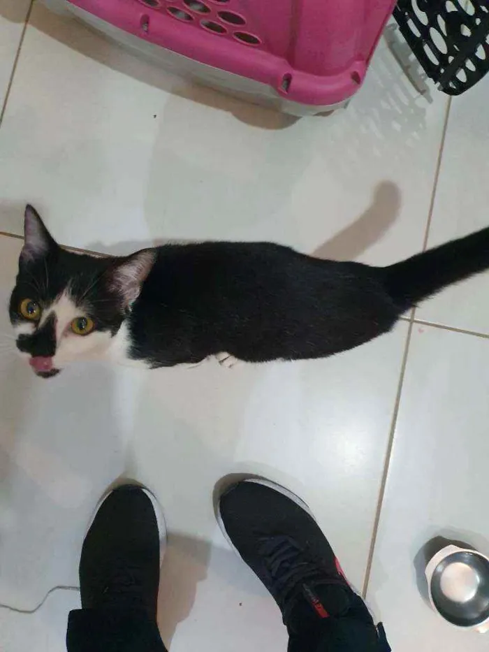 Gato ra a Srd idade 2 a 6 meses nome Sem nome