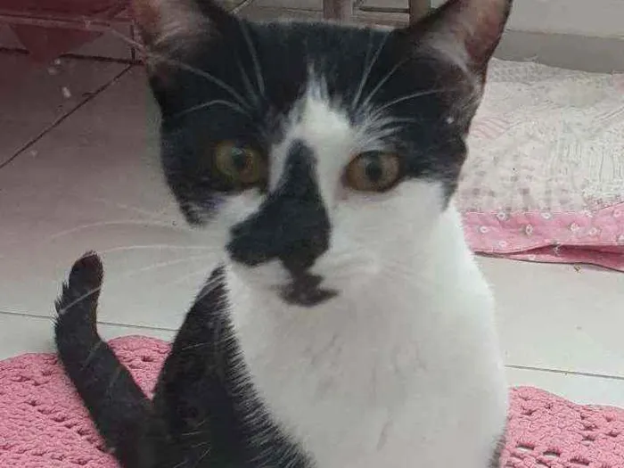 Gato ra a Srd idade 2 a 6 meses nome Sem nome