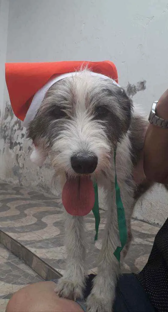 Cachorro ra a SRD idade 2 anos nome Nala