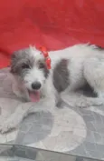 Nala