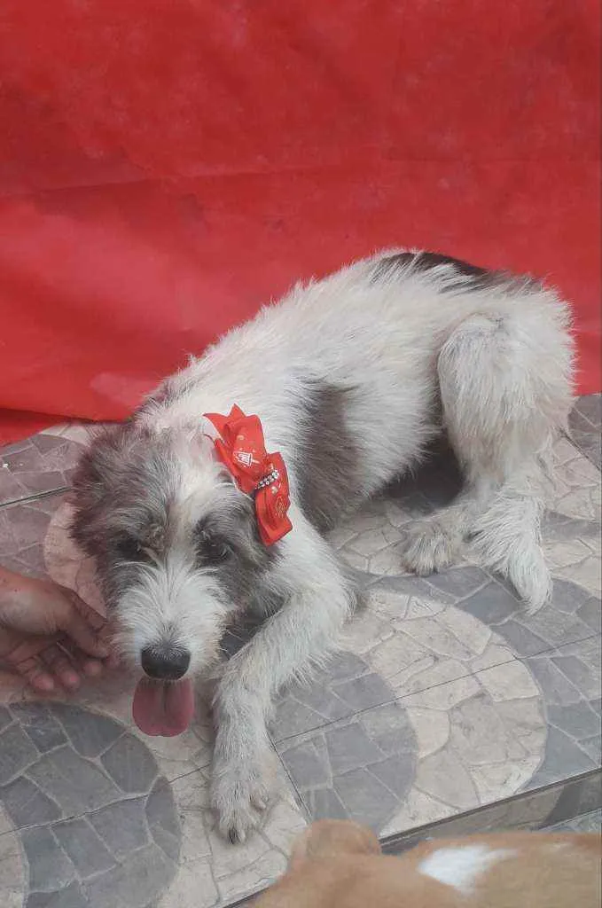 Cachorro ra a SRD idade 2 anos nome Nala