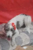 Nala
