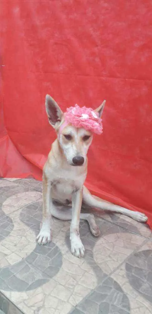 Cachorro ra a SRD idade 1 ano nome Kia
