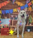 Lobinho