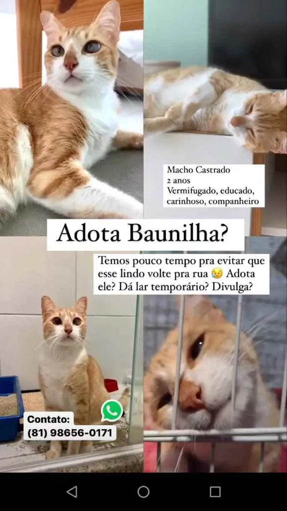 Gato ra a SRD idade 2 anos nome Baunilha (castrado)