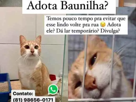 Gato ra a SRD idade 2 anos nome Baunilha (castrado)