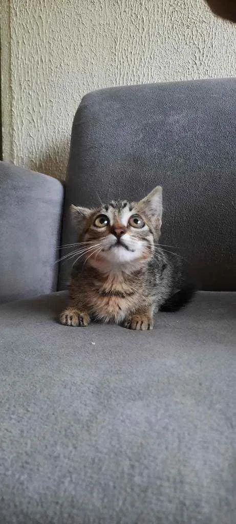 Gato ra a SRD idade 2 a 6 meses nome Theo