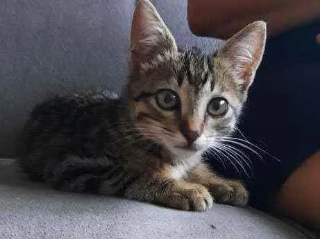 Gato ra a SRD idade 2 a 6 meses nome Theo