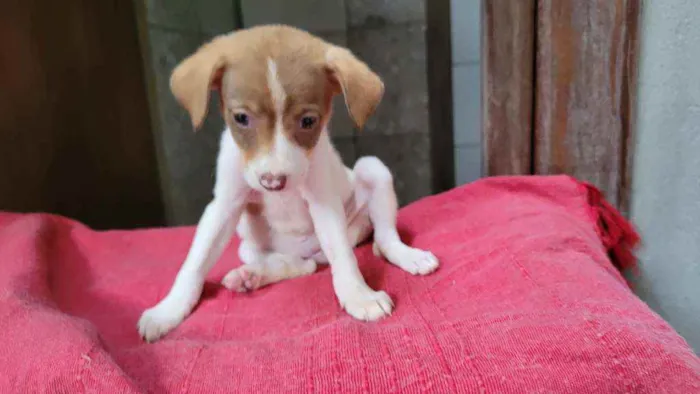 Cachorro raça SRD idade Abaixo de 2 meses nome Ellie