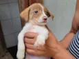 Cachorro raça SRD idade Abaixo de 2 meses nome Ellie