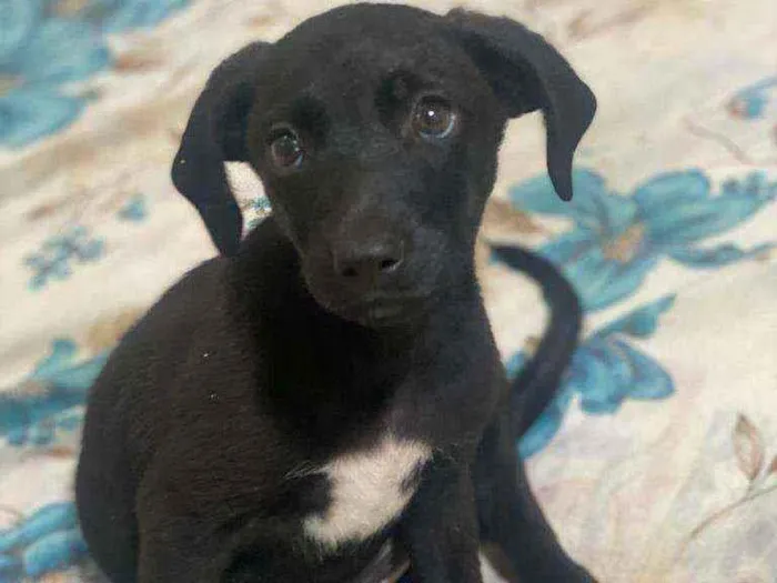 Cachorro ra a Srd idade Abaixo de 2 meses nome Pretinha