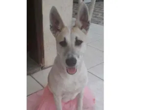 Cachorro raça SRD idade 1 ano nome Valentina
