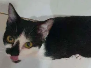 Gato raça Srd idade 2 a 6 meses nome Sem nome