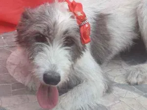 Cachorro raça SRD idade 2 anos nome Nala