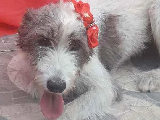 Cachorro ra a SRD idade 2 anos nome Nala