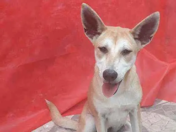 Cachorro ra a SRD idade 1 ano nome Kia