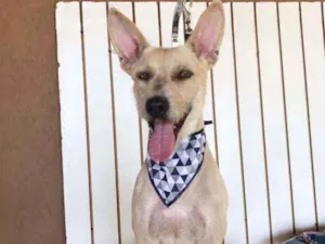 Cachorro raça Srd idade 5 anos nome Lobinho