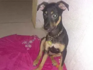 Cachorro raça Mestiça idade 1 ano nome Lua