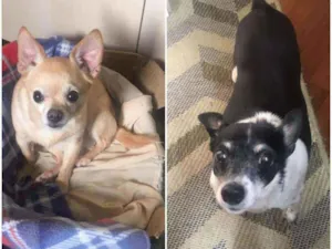 Cachorro raça Srd idade 5 anos nome Mel e Jhony