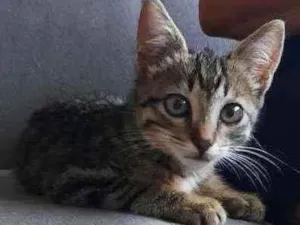 Gato raça SRD idade 2 a 6 meses nome Theo