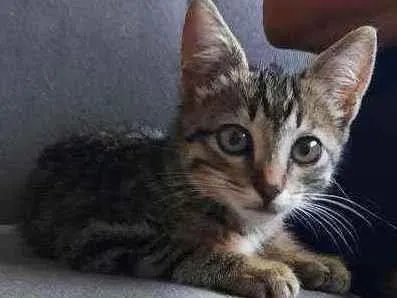 Gato ra a SRD idade 2 a 6 meses nome Theo