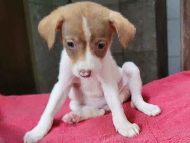 Cachorro raça SRD idade Abaixo de 2 meses nome Ellie