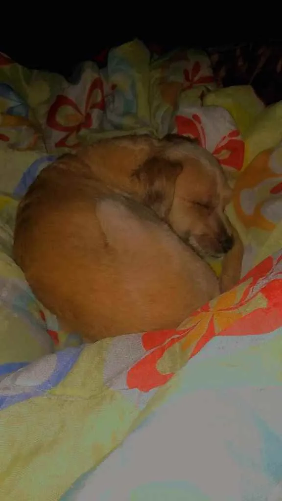 Cachorro raça Poodle  idade 2 anos nome Lucky