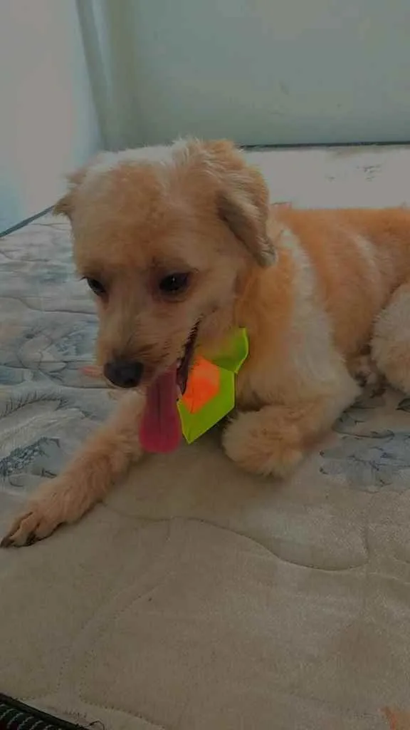 Cachorro raça Poodle  idade 2 anos nome Lucky