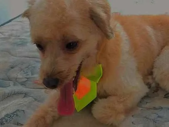 Cachorro raça Poodle  idade 2 anos nome Lucky