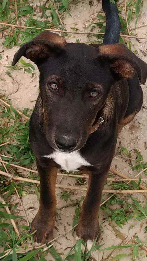 Cachorro raça SRD idade 2 a 6 meses nome Mickey