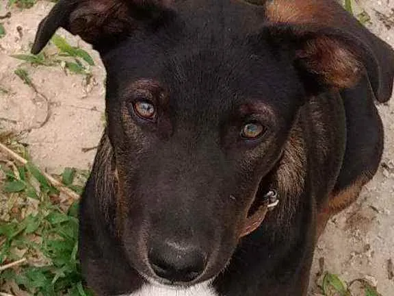 Cachorro raça SRD idade 2 a 6 meses nome Mickey