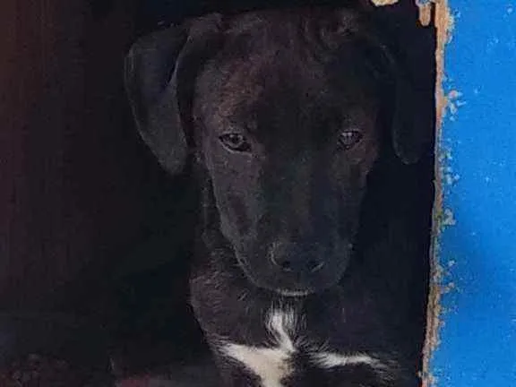 Cachorro raça SRD idade 2 a 6 meses nome Lótus
