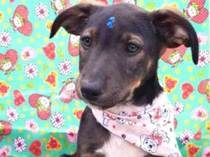 Cachorro raça SRD idade 2 a 6 meses nome Mickey