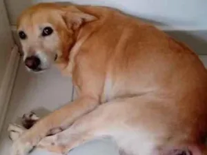 Cachorro raça SRD-ViraLata idade 6 ou mais anos nome Roque