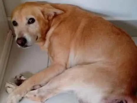 Cachorro ra a SRD-ViraLata idade 6 ou mais anos nome Roque