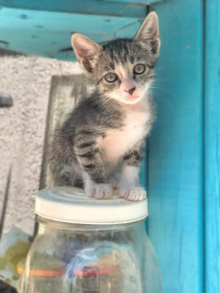 Gato ra a Sem idade 2 a 6 meses nome Estão sem nome ainda